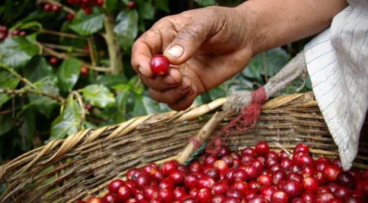 green coffee cherries